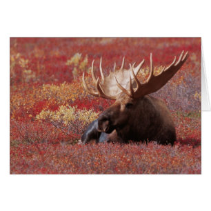 Cartão N.A., EUA, Alasca, Parque Nacional Denali, Touro