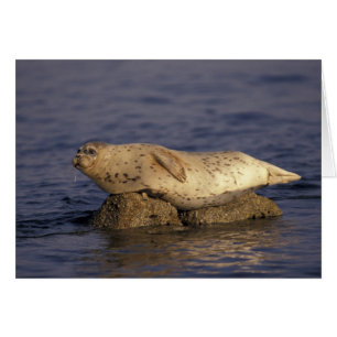 Cartão N.A., EUA, Califórnia, Monterey. Foca-comum