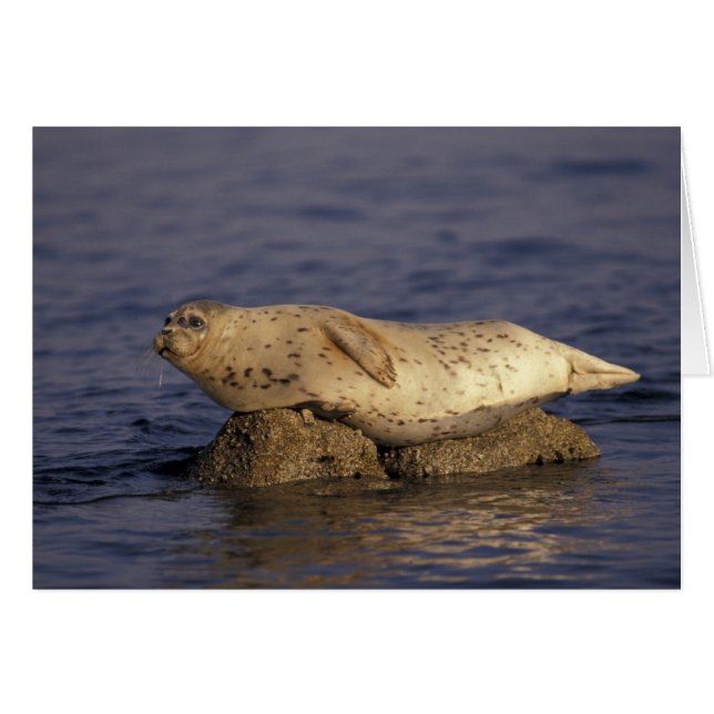 Cartão N.A., EUA, Califórnia, Monterey. Foca-comum (Frente Horizontal)
