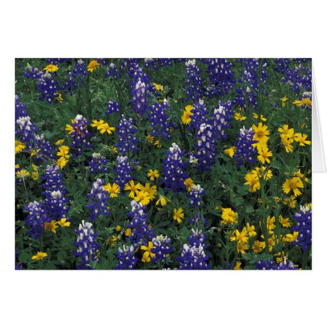 Cartão N.A, EUA, Texas, Marble Falls, Blue Bonnets (Frente Horizontal)