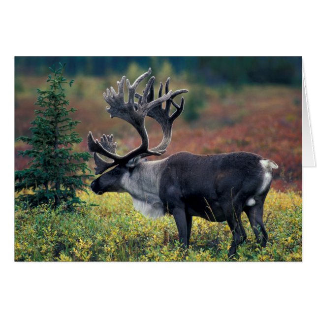 Cartão NA, EUA, Alaska, Denali NP, Bull caribou 3 (Frente Horizontal)