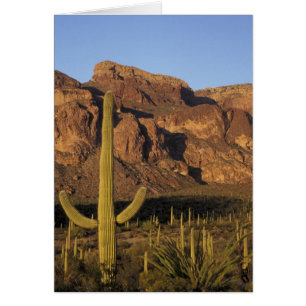 Cartão NA, EUA, Arizona. Organ Pipe Cactus National