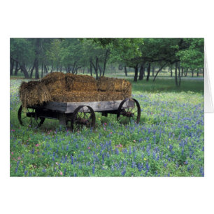 Cartão NA, EUA, Texas, a leste de Devine, Velha carroça e