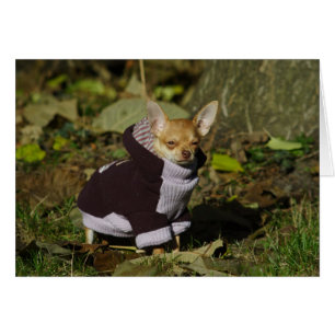 Cartão Na moda - Chihuahua Puppy
