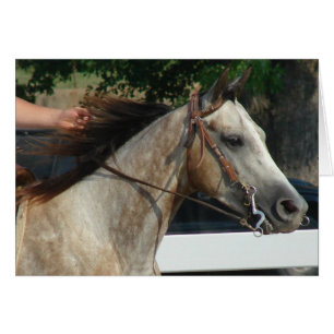 Cartão Na mostra do cavalo