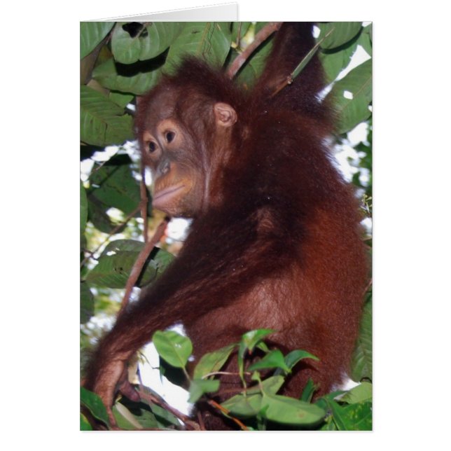 Cartão Na selva: Orangutan (Frente)