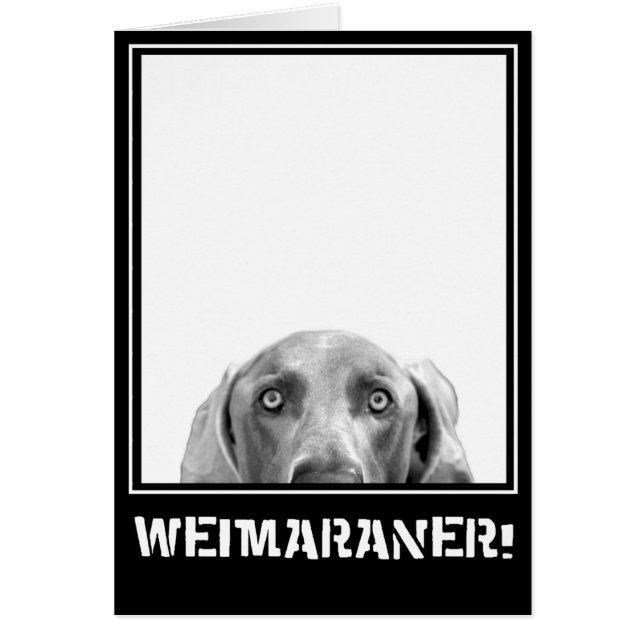 Cartão Nação de Weimaraner: Weimaraner em uma caixa! (Frente)