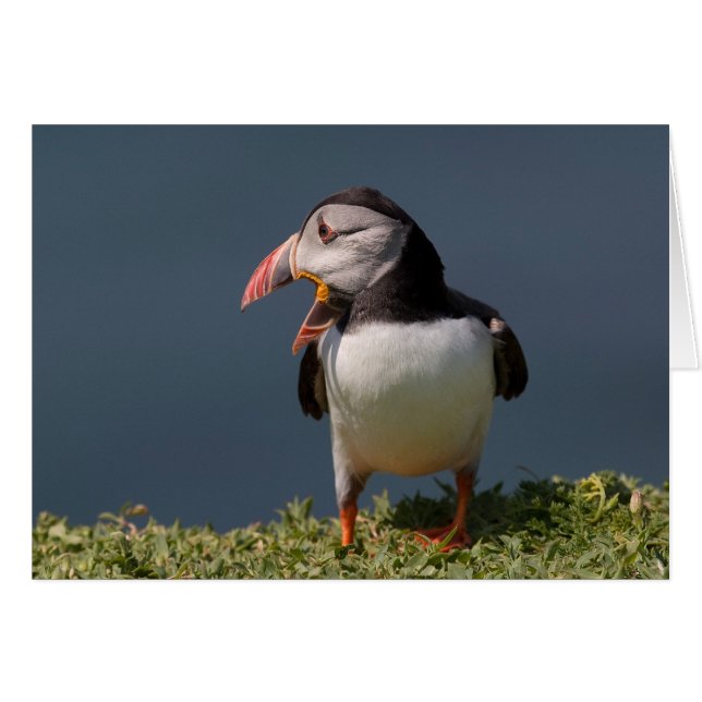 Cartão Nagging Puffin (Frente Horizontal)