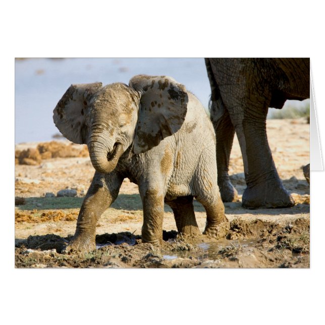 Cartão Namíbia, África: Bebê Elefante Africano (Frente Horizontal)