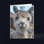 CARTÃO NÃO ACREDITO QUE ESTEJA CELEBRANDO O 16º ANIVERSÁR<br><div class="desc">HORSE NÃO PODE ACREDITAR QUE SEU AMIGO OU MEMBRO DA FAMÍLIA ESTÁ PRONTO PARA CELEBRAR SEU **16º ANIVERSÁRIO!!!! OBRIGADOS DE PARAR POR UMA DAS MINHAS OITO LOJAS! LEMBRE-SE DE QUE VOCÊ PODE MUDAR A "IDADE" E "VERSES" PARA DENTRO E PARA FORA SE QUISER EM SEGUNDOS!</div>