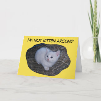 Cartão Não gatinho ao redor