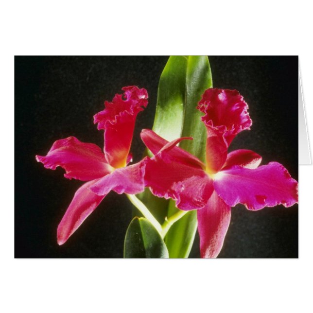 Cartão Naokazu de "flores da bola fogo" (Potinara) (Frente Horizontal)