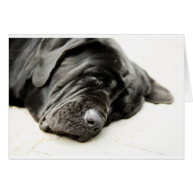 Cartão napolitano Mastiff (Frente Horizontal)