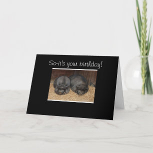 CARTÃO NAPPING PIGS GROUP BIRTHDAY CARD