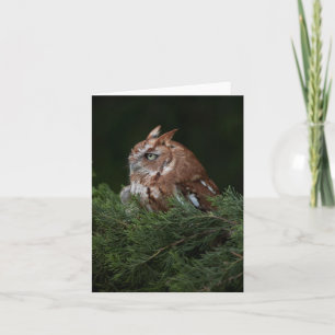 Cartão Naptime for Screech Owl note card