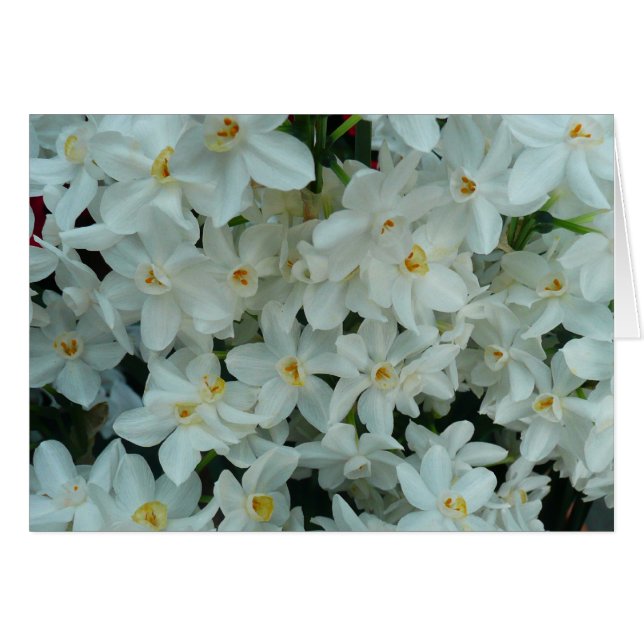 Cartão Narciso Branco Delicado de Paperwhite Flores (Frente Horizontal)