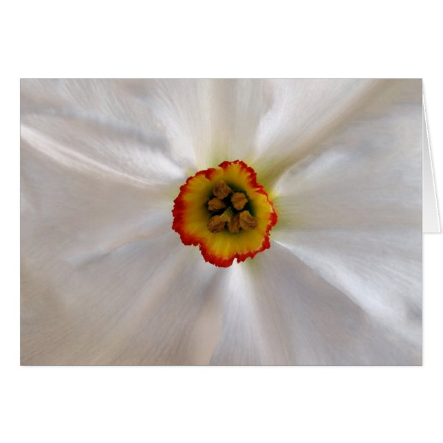 Cartão narciso branco pérola (Frente Horizontal)