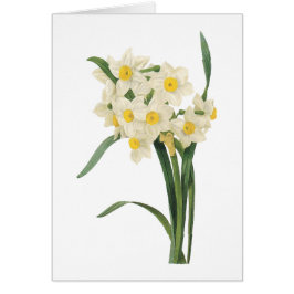 Cartão narciso (Narciso tazetta) por Redouté