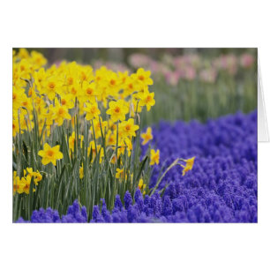 Cartão Narcisos e Jacintos de Uva, Keukenhof 3