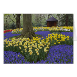 Cartão Narcisos, jacintos e jardim de tulipas,