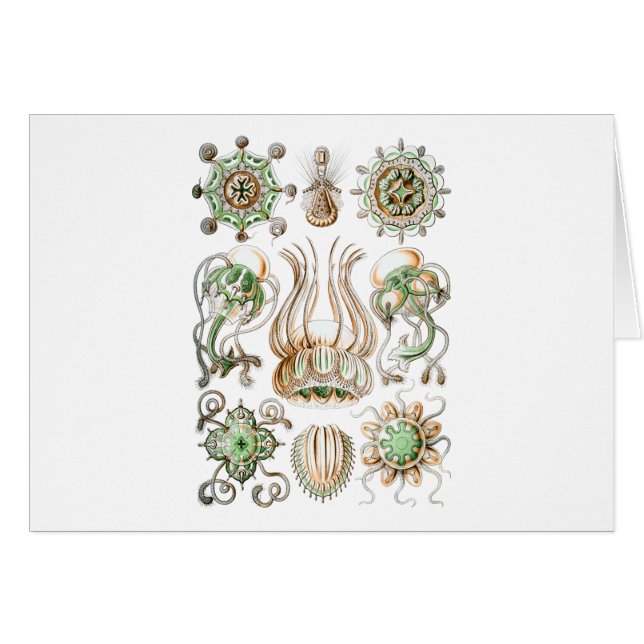 Cartão Narcomedusae (Frente Horizontal)