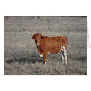 Cartão Nariz De Licença De Vaca Longhorn