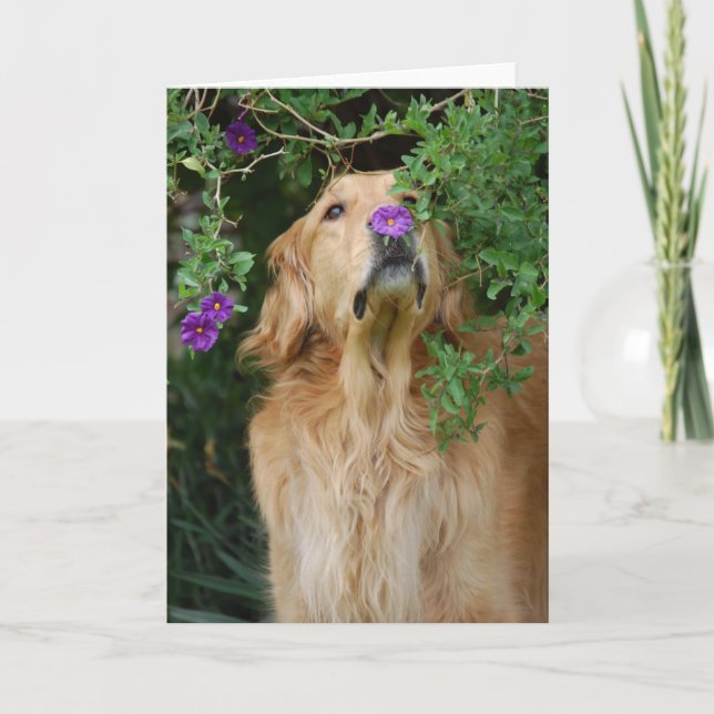 Cartão Nariz roxo (Frente)