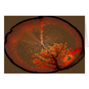 Cartão Nascer do sol do carvalho @