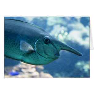 Cartão Naso brevirostris