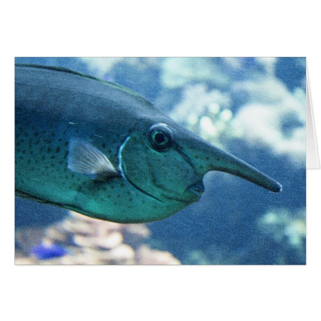 Cartão Naso brevirostris (Frente Horizontal)