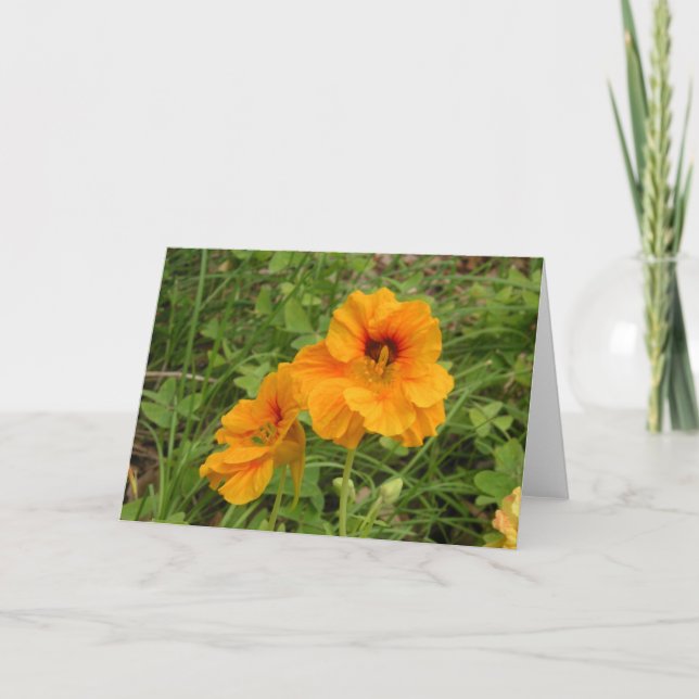 Cartão Nasturtium (Frente)
