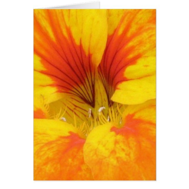 Cartão Nasturtium (Frente)