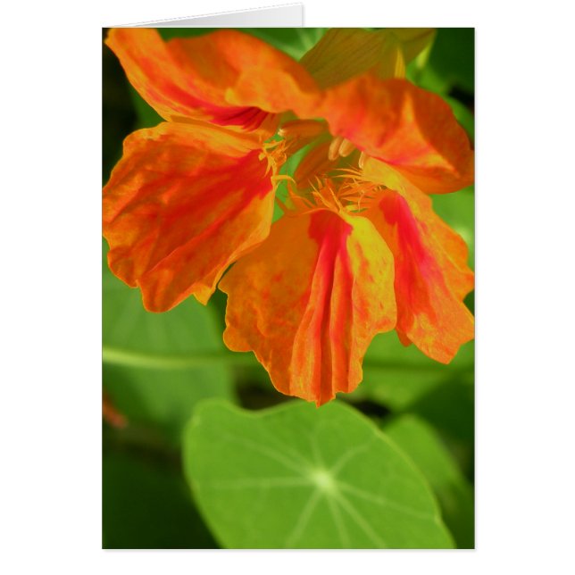 Cartão Nasturtium (Frente)