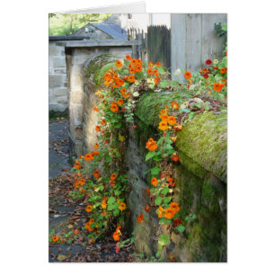 Cartão Nasturtiums em um Muro, Inglaterra