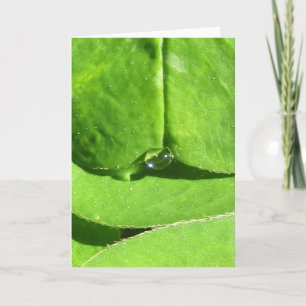 Cartão Nature Goddese Clover com Dew