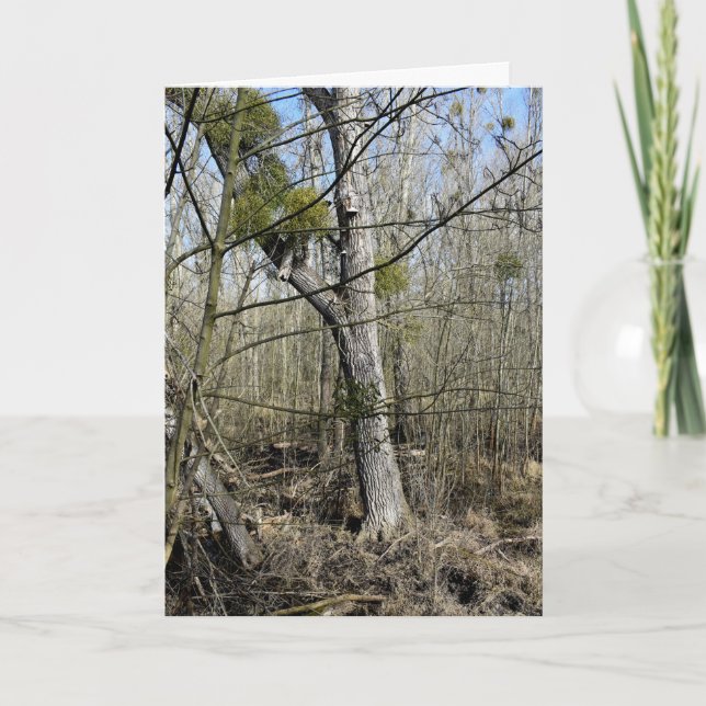 Cartão Natureza das zonas rurais (Frente)