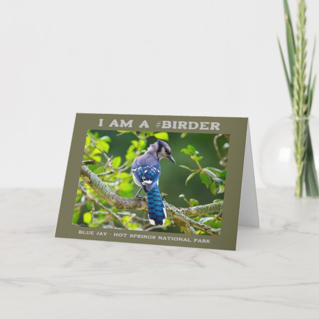 Cartão Natureza Fotografia Shy Blue Jay Birder (Frente)