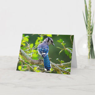 Cartão Natureza Fotografia Shy Blue Jay Roupa presente