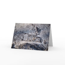 Nautiloide Fóssil Cefalópodes — Moluscos do Mar An