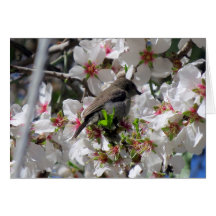 Néctar-de-virar-bravo fêmea