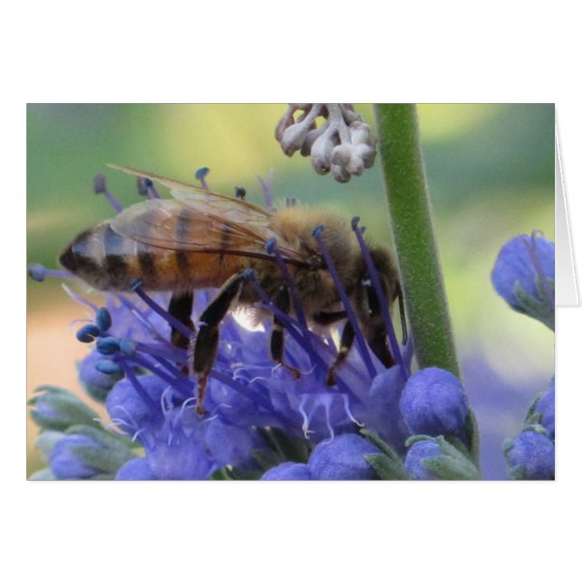 Cartão Néctar do bebendo da abelha (Frente horizontal)