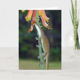 Cartão Néctar do bebendo de Anole das flores alaranjadas