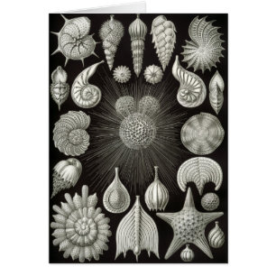 Cartão Negativo Haeckel