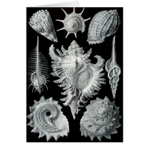 Cartão Negativo Haeckel