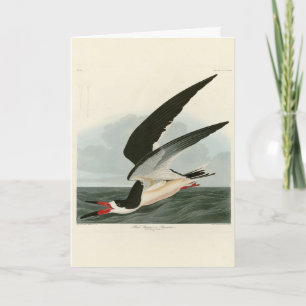 Cartão Negra Skimmer, Shearwater Audubon Birds da América