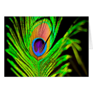 Cartão Neon Colors Peacock Feather