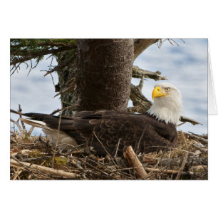Cartão Nesting Bald Eagle