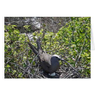 Cartão Nesting Bird, Lady Elliot Island