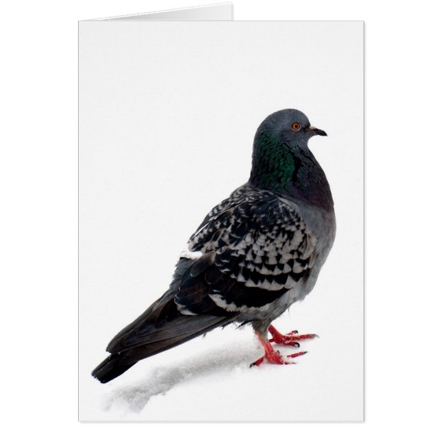 Cartão Neve e pombo (Frente)