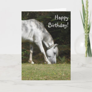 Cartão New Forest Pony Birthday